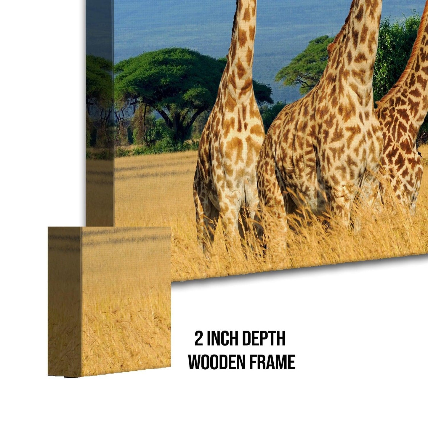 Amazing Wildlife Wall Art. Large Canvas Framed Digital Reprints of Jungle, Wildlife, Animals and Birds. Ready To Hang. Size: 24 Inch x 48 Inch (WBWA27) - Khirki.in